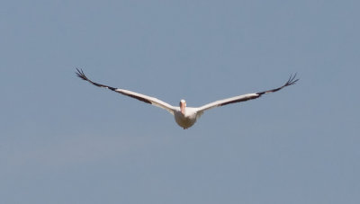 American White Pelican heading straight for us.  Patience pays off.