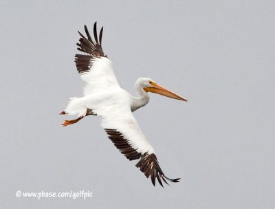 American White Pelican