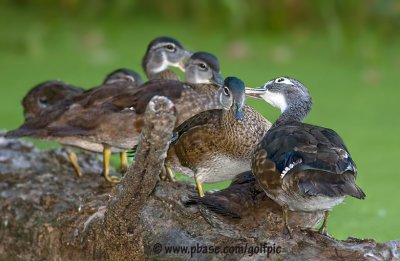 Wood Duck family