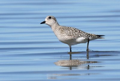 Black-bellied Plover