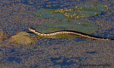 Garter Snake