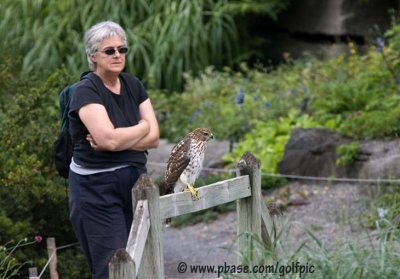 Coopers Hawk