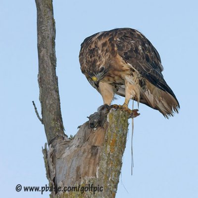 Red-tail Hawk with just caught rodent