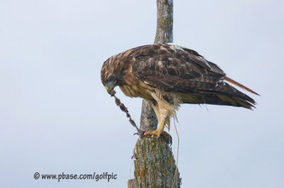 Redtail Hawk dining