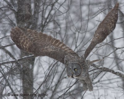 Great Gray Owl