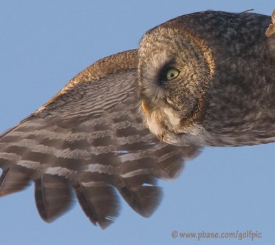 Great Gray Owl close up