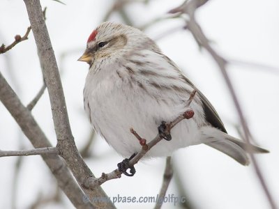 Hoary Redpoll