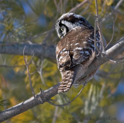 Hawk Owl