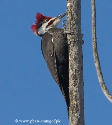 Pileated Woodpecker