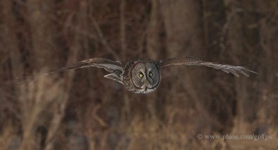 Great Gray Owl in flight