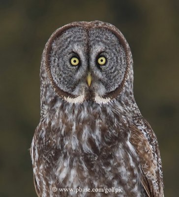 Great Gray Owl