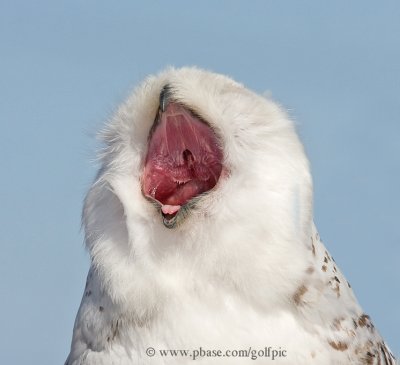 Snowy Owl