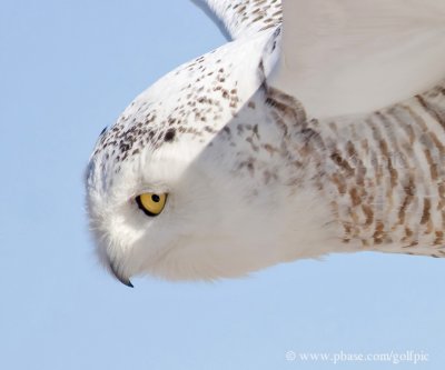 Snowy Owl (a birds eye view)