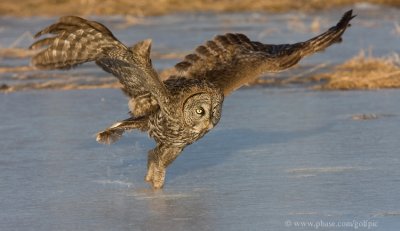 The ice skating owl