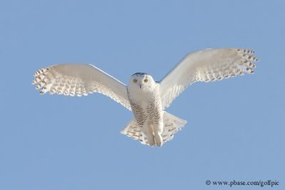 Snowy Owl