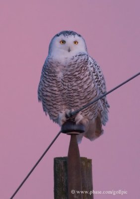 Snowy Owl twilight