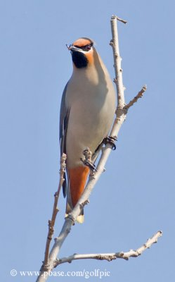 Bohemian Waxwing