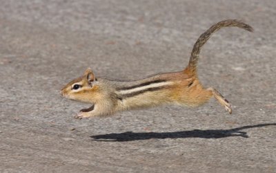 chipmunk20096xnpn.jpg