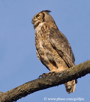 Great Horned Owl