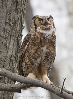 Great Horned Owl snapping at crows