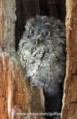 screechowl20098xpotn.jpg