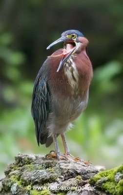 Green Heron