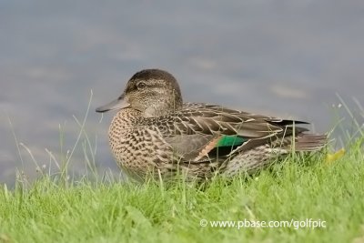 Green-winged Teal