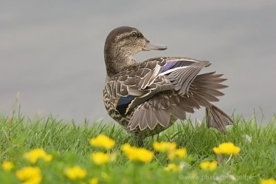 Green-winged Teal stretch
