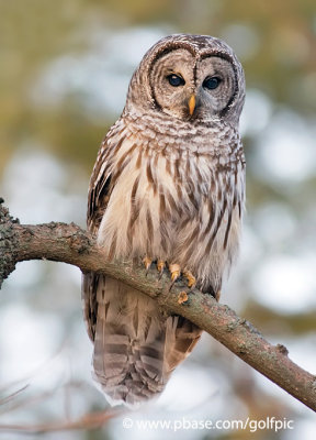 Barred Owl