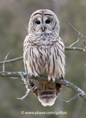 Barred Owl