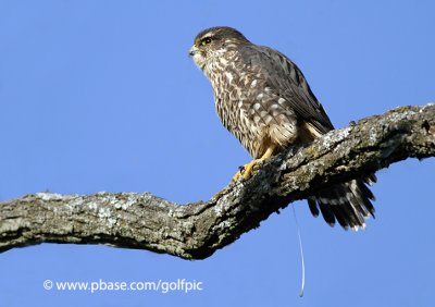 Merlin poop