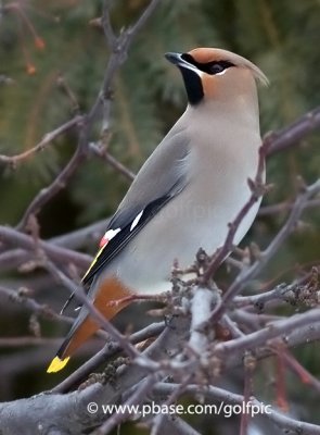 Bohemian Waxwing