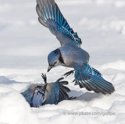 Blue Jays