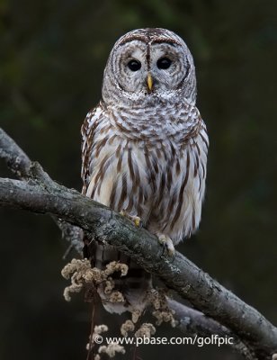 Barred Owl