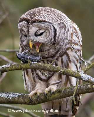 Barred Owl coughing up pellet