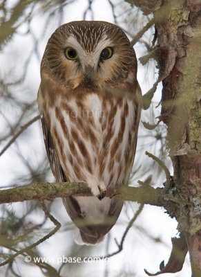 Northern Saw-Whet Owl