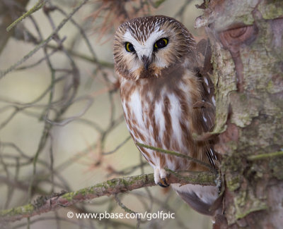 Northern Saw-Whet Owl