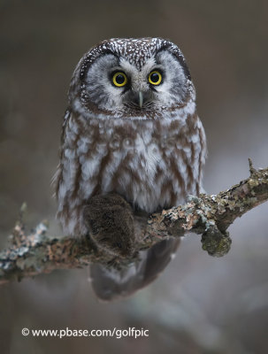 Boreal Owl with prey