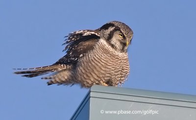 Hawk Owl