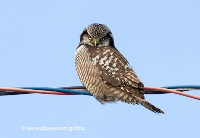 Northern Hawk Owl