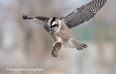 Hawk Owl with prey