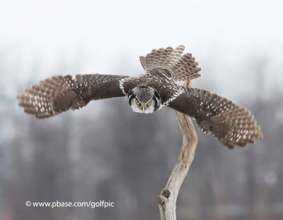 Northern Hawk Owl