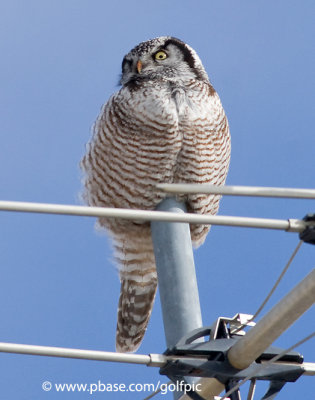 Northern Hawk Owl