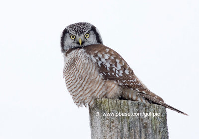Hawk Owl at Moose Creek
