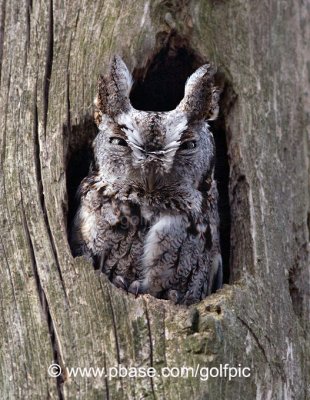 Eastern Screech Owl