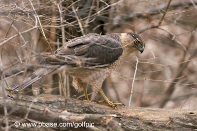 Coopers Hawk