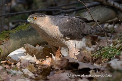 Coopers Hawk