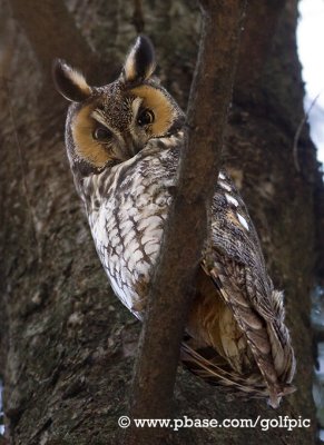 Long-eared Owl