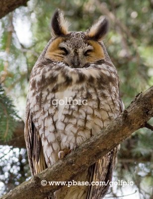 Long-eared Owl