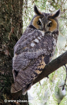 Long-eared Owl (neighbourhood watch)